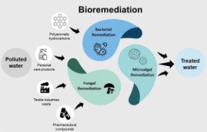 TRAINING BIOREMEDIATION UPDATING OF THE TECHNOLOGY AND APPLICATION
