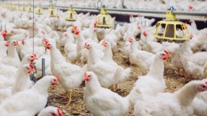 TRAINING BUDIDAYA AYAM BROILER
