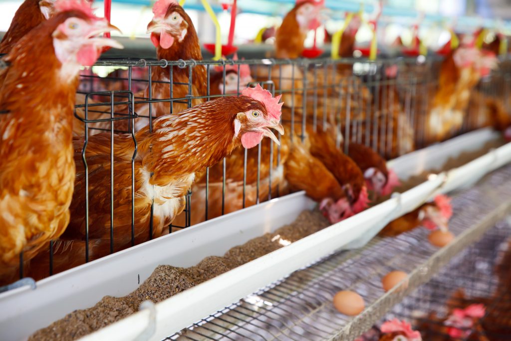 TRAINING PAKAN TERNAK AYAM PETELUR DAN AYAM PEDAGING